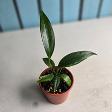 Load image into Gallery viewer, #R57 Two x Anthurium Rupicola Seedlings