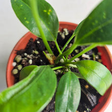 Load image into Gallery viewer, #R57 Two x Anthurium Rupicola Seedlings
