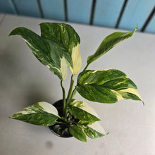Load image into Gallery viewer, #RD50 Variegated Monstera Lechleriana