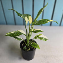 Load image into Gallery viewer, #RD50 Variegated Monstera Lechleriana