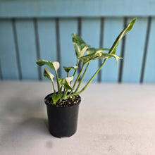 Load image into Gallery viewer, #RD50 Variegated Monstera Lechleriana