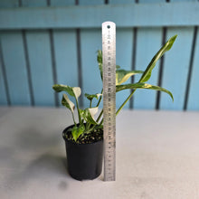 Load image into Gallery viewer, #RD50 Variegated Monstera Lechleriana