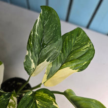 Load image into Gallery viewer, #RD50 Variegated Monstera Lechleriana