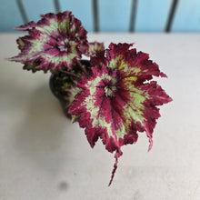 Load image into Gallery viewer, #D84 Begonia Raspberry Torte