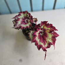 Load image into Gallery viewer, #D84 Begonia Raspberry Torte