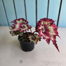 Load image into Gallery viewer, #D84 Begonia Raspberry Torte