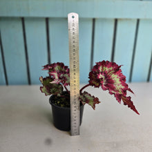 Load image into Gallery viewer, #D84 Begonia Raspberry Torte