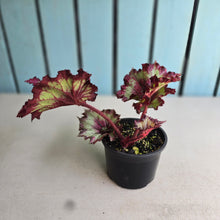 Load image into Gallery viewer, #D84 Begonia Raspberry Torte