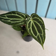 Load image into Gallery viewer, #R105 Anthurium Crystallinum x NOID - With Pup