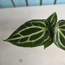 Load image into Gallery viewer, #R105 Anthurium Crystallinum x NOID - With Pup