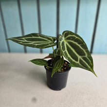 Load image into Gallery viewer, #R105 Anthurium Crystallinum x NOID - With Pup