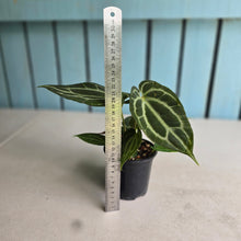 Load image into Gallery viewer, #R105 Anthurium Crystallinum x NOID - With Pup