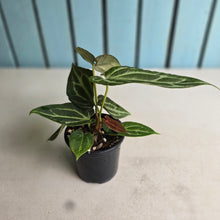 Load image into Gallery viewer, #R105 Anthurium Crystallinum x NOID - With Pup