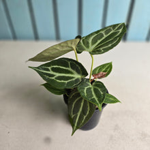 Load image into Gallery viewer, #R105 Anthurium Crystallinum x NOID - With Pup