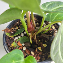 Load image into Gallery viewer, #R105 Anthurium Crystallinum x NOID - With Pup
