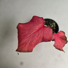 Load image into Gallery viewer, #R60 Caladium