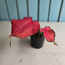 Load image into Gallery viewer, #R60 Caladium