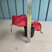 Load image into Gallery viewer, #R60 Caladium
