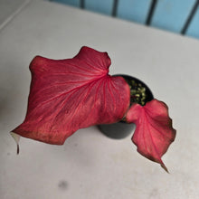 Load image into Gallery viewer, #R60 Caladium