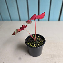 Load image into Gallery viewer, #R60 Caladium