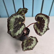 Load image into Gallery viewer, #D118 Begonia Unknown