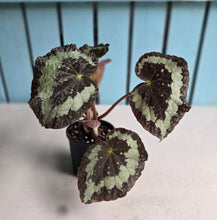 Load image into Gallery viewer, #D118 Begonia Unknown