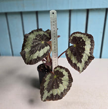 Load image into Gallery viewer, #D118 Begonia Unknown