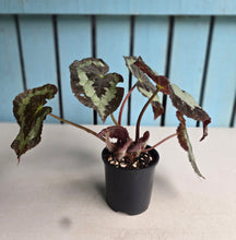 Load image into Gallery viewer, #D118 Begonia Unknown