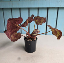 Load image into Gallery viewer, #D118 Begonia Unknown