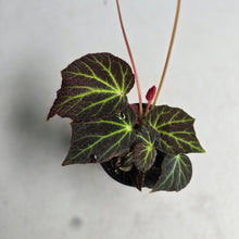 Load image into Gallery viewer, #R16 Begonia Chloroneura