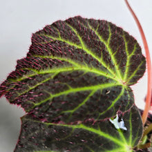 Load image into Gallery viewer, #R16 Begonia Chloroneura