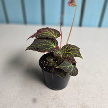 Load image into Gallery viewer, #R16 Begonia Chloroneura