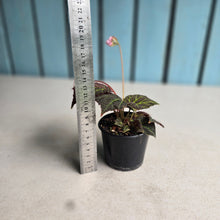 Load image into Gallery viewer, #R16 Begonia Chloroneura