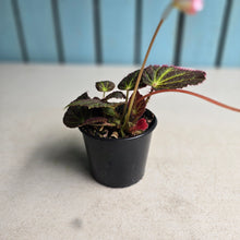Load image into Gallery viewer, #R16 Begonia Chloroneura