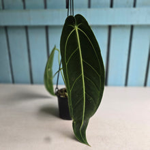 Load image into Gallery viewer, #R221 Anthurium Warocqueanum - Dark Narrow Form