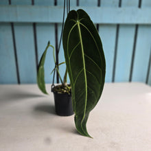 Load image into Gallery viewer, #R221 Anthurium Warocqueanum - Dark Narrow Form