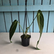 Load image into Gallery viewer, #R221 Anthurium Warocqueanum - Dark Narrow Form