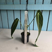 Load image into Gallery viewer, #R221 Anthurium Warocqueanum - Dark Narrow Form