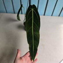 Load image into Gallery viewer, #R221 Anthurium Warocqueanum - Dark Narrow Form