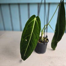 Load image into Gallery viewer, #R221 Anthurium Warocqueanum - Dark Narrow Form