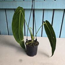 Load image into Gallery viewer, #R221 Anthurium Warocqueanum - Dark Narrow Form