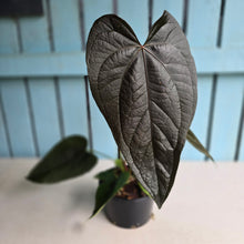 Load image into Gallery viewer, #R71 Large Anthurium Queen of Hearts