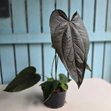 Load image into Gallery viewer, #R71 Large Anthurium Queen of Hearts