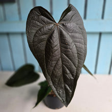 Load image into Gallery viewer, #R71 Large Anthurium Queen of Hearts