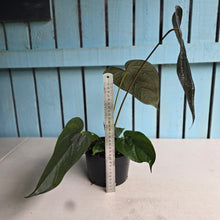 Load image into Gallery viewer, #R71 Large Anthurium Queen of Hearts