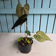 Load image into Gallery viewer, #R71 Large Anthurium Queen of Hearts