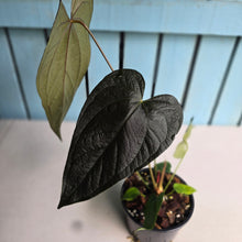 Load image into Gallery viewer, #R71 Large Anthurium Queen of Hearts