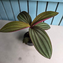 Load image into Gallery viewer, #D729 Large Medinilla Gregori Hambali