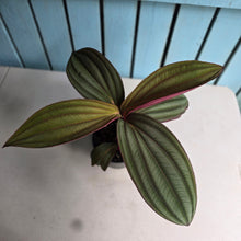 Load image into Gallery viewer, #D729 Large Medinilla Gregori Hambali