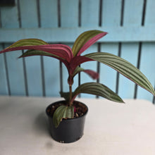 Load image into Gallery viewer, #D729 Large Medinilla Gregori Hambali